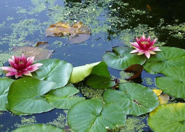 Tatil Evi La Vimonderie Comfortable